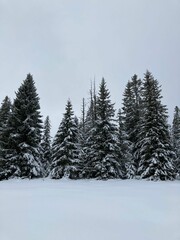 Vertical shot of a snowy forest