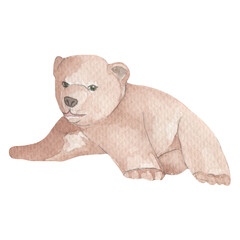 Polar bear. Watercolor illustration isolated on white background. Sketch animal. Cute wild bear. Picture. Image