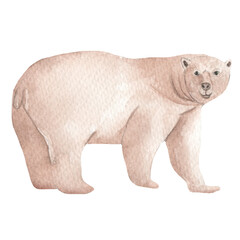 Polar bear. Watercolor illustration isolated on white background. Sketch animal. Cute wild bear. Picture. Image