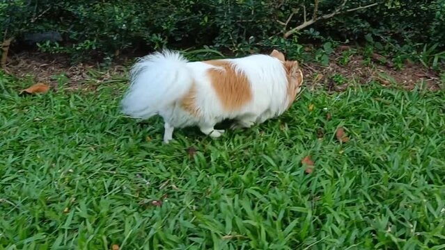Dog breed chihuahua walking on the grass looking for a place to urinate or shit