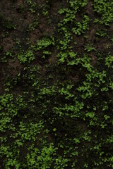 photographs of some landescape ,nature ,flowers ,vegitablesetc