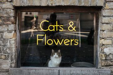 Cute cat sitting under a neon sign reading cats and flowers in Riga, Latvia