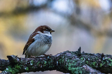 A sparrow is sitting on a tree branch