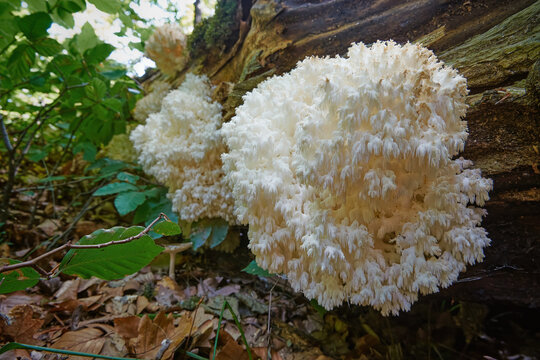 Hericium coralloides, saprotrophic fungus, commonly known as the coral tooth fungus. It grows on dead hardwood trees in autumn forest