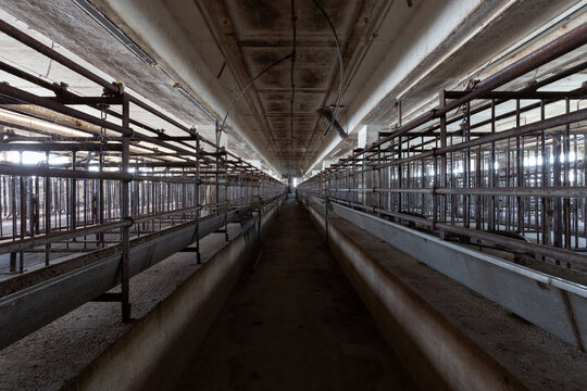 Schweinemast