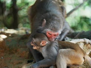 mother and baby macaque