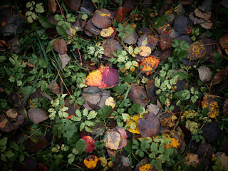 Background from autumn foliage. Light and shadow on fallen leaves.