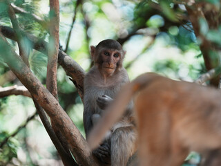 macaque 