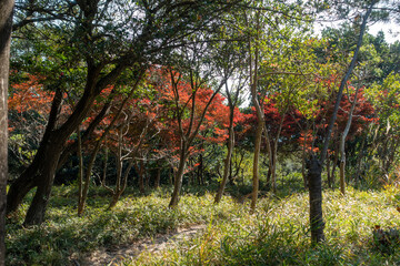 日本の兵庫県赤穂市のドウダンツツジの紅葉