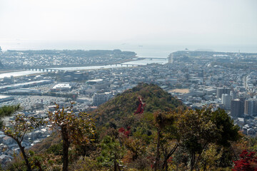 Obraz premium 日本の兵庫県赤穂市のドウダンツツジの紅葉