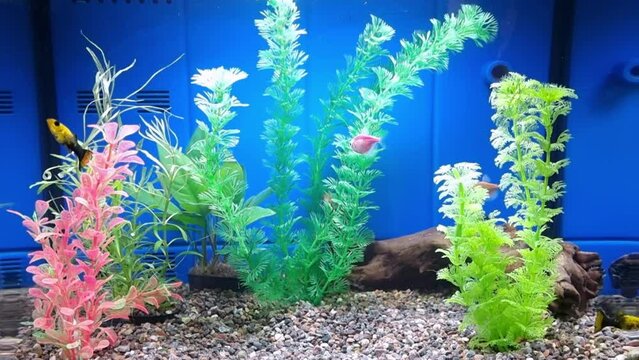 Fish (black tetra and bellyfish) in home aquarium tank.