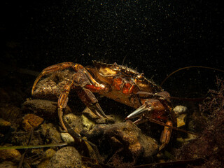 A close-up picture of a crab with a dark background. Picture from The Sound, between Sweden and Denmark