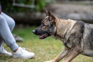 A profile picture of a young happy German Shepherd. Sable-colored working line breed