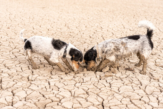 Two little Jack Russell Terrier dogs are digging on sandy cracked ground.