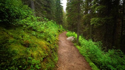 Mountain Forest Nature Trail Through Pine Woods With Sunlight - Powered by Adobe