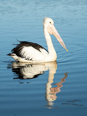 Pelican and his reflection Walpole, Western Australia