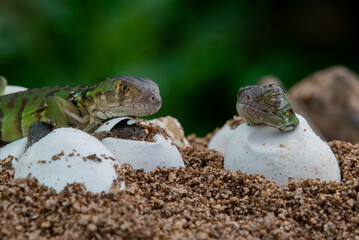 Baby green iguana hatching from egg on pile of sand with bokeh background 