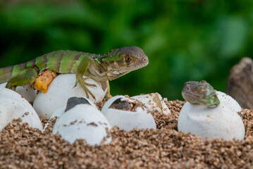 Baby green iguana hatching from egg on pile of sand with bokeh background 