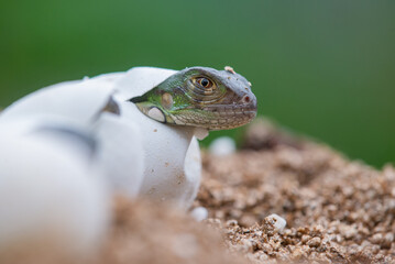 Baby green iguana hatching from egg on pile of sand with bokeh background 