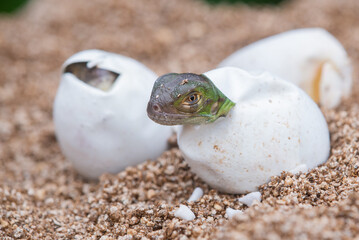 Baby green iguana hatching from egg on pile of sand with bokeh background 