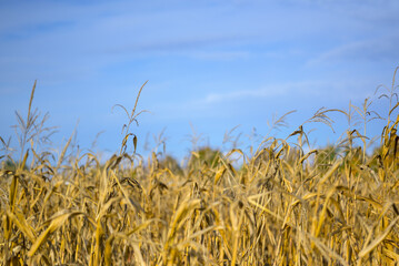 Corn field with dried corn