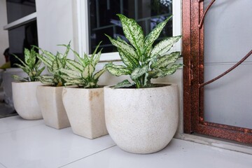aglaonema flowers in ceramic pots.  decorating the terrace of the house with green plants adds a fresh impression and a natural atmosphere