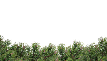 Christmas and New Year border of realistic branches of Christmas tree  isolated on transparent...