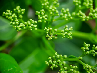 Sambucus is a genus of flowering plants in the Adoxaceae family. The various species are commonly called elderberries or elderberries.