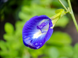 macro butterfly pea flower blue pea, bluebellvine, cordofan pea, clitoria ternatea with green leaves isolated on blur background. in a bright early morning shot.t
