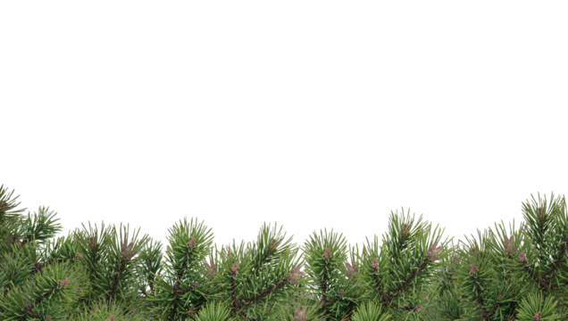 Christmas and New Year border of realistic branches of Christmas tree  isolated on transparent background. Green Christmas tree branches on a transparent background.