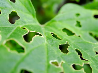 Melon leaves have holes in them because they are attacked by pests, this indicates a bad harvest.