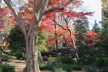 秋の六義園。紅葉する木。