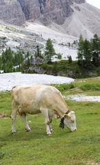 Fototapeta na wymiar cow while grazing the grass in the valley in the mountains in summer