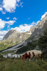 Fototapeta na wymiar cows grazing high in the mountains in the summer