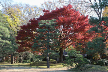 秋の六義園。紅葉する木。
