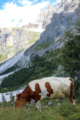 Fototapeta na wymiar big brown cow grazing in the mountains
