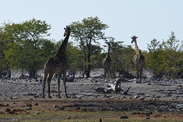 Steppengiraffen (giraffa camelopardalis) im Etoscha Nationalpark in Namibia. 