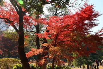 秋の六義園。紅葉する木々。