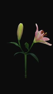 Time lapse of opening two beautiful pink Lily flowers with ALPHA transparency channel isolated on black background, vertical orientation