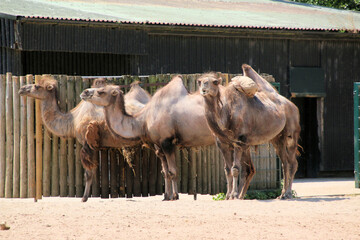 camels in the desert