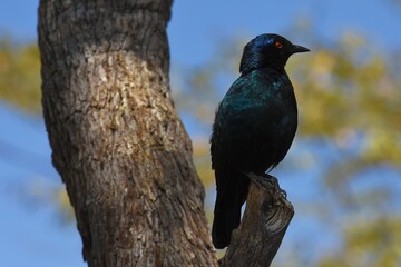 Rotschulterglanzstar (lamprotornis nitens) im Etoscha Nationalpark. 