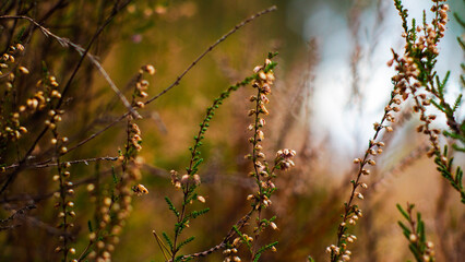 Macro de tiges de bruyère sauvages, photographiées dans la forêt des Landes de Gascogne, en fin de journée