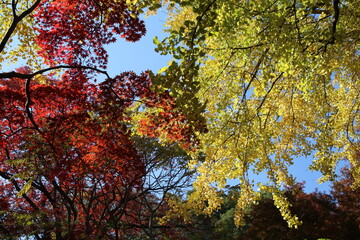 秋の六義園。紅葉と黄葉と青空。