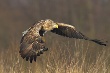 Majestic predator White-tailed eagle, Haliaeetus albicilla in Poland wild nature