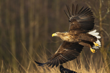 Majestic predator White-tailed eagle, Haliaeetus albicilla in Poland wild nature