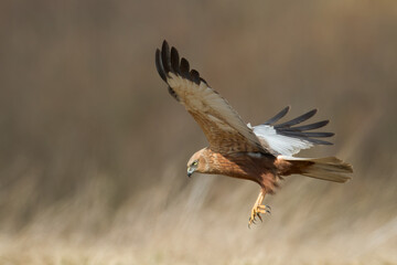 Flying Birds of prey Marsh harrier Circus aeruginosus, hunting time Poland Europe