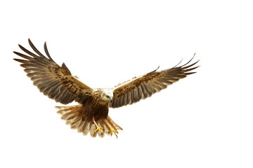flying Bird of prey Marsh Harrier Circus aeruginosus isolated on white background