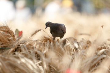 Pigeon sits on ears of crops. Dry ears of grain. Harvesting of wheat. Rye and wheat