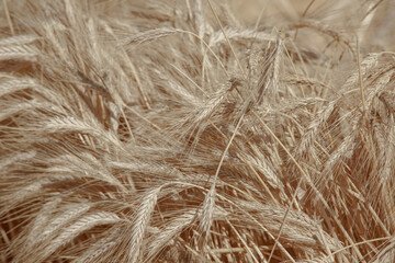 Golden ears of wheat. Grain. Close-up of a ripe ear of wheat, a field of wheat on a summer day. Harvesting period of crops