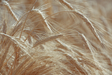 Grain. Golden ears of wheat. Close-up of a ripe ear of wheat, a field of wheat on a summer day. Harvesting period of crops